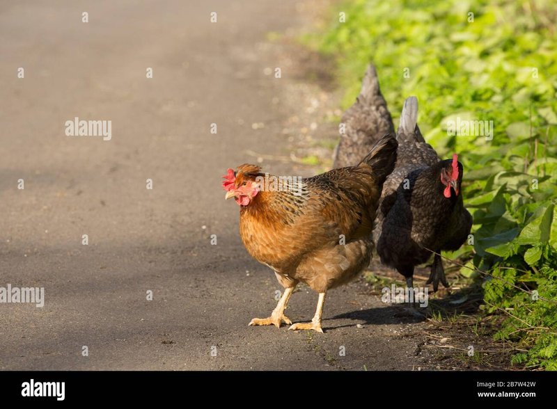Chicken road online in Netherlands Chicken road online in Netherlands